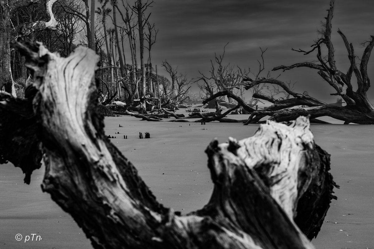 Cape Romain | The other Boneyard Beach